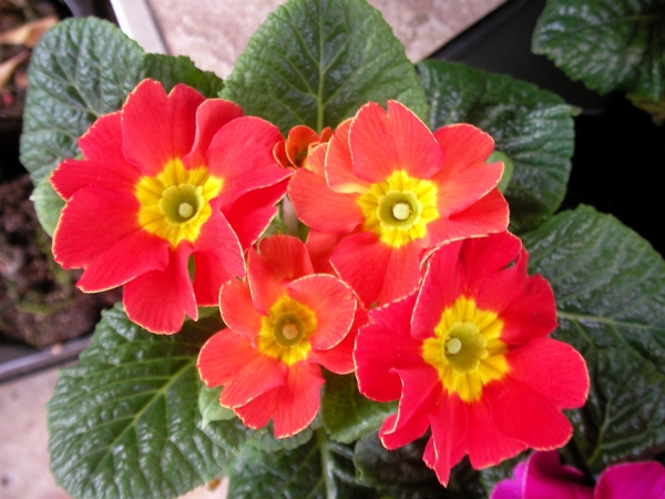 Иглика примула (Primula)