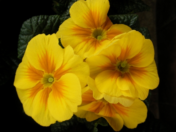 Иглика примула (Primula)