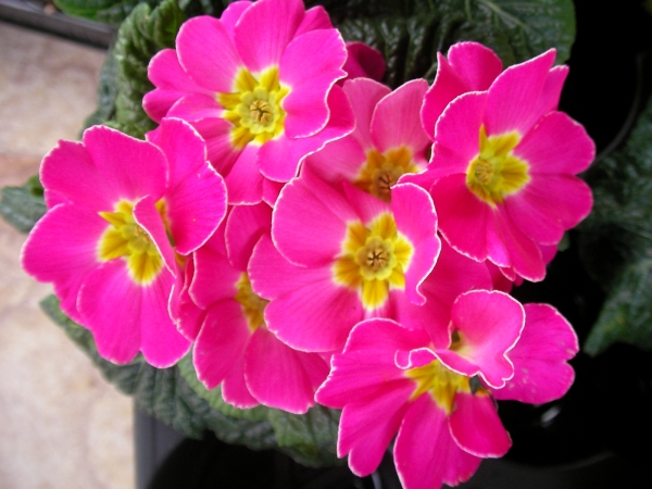 Иглика примула (Primula)