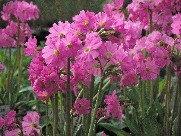 Иглика примула (Primula grandiflora)