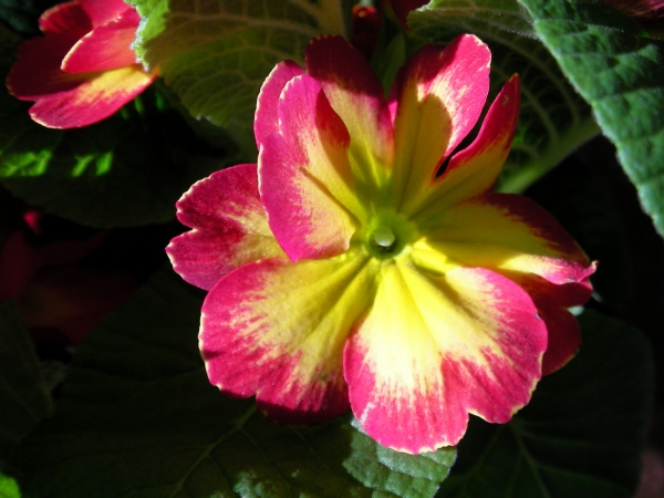 Иглика примула (Primula)