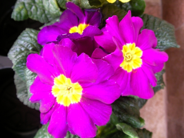 Иглика примула тъмнолилава (Primula)