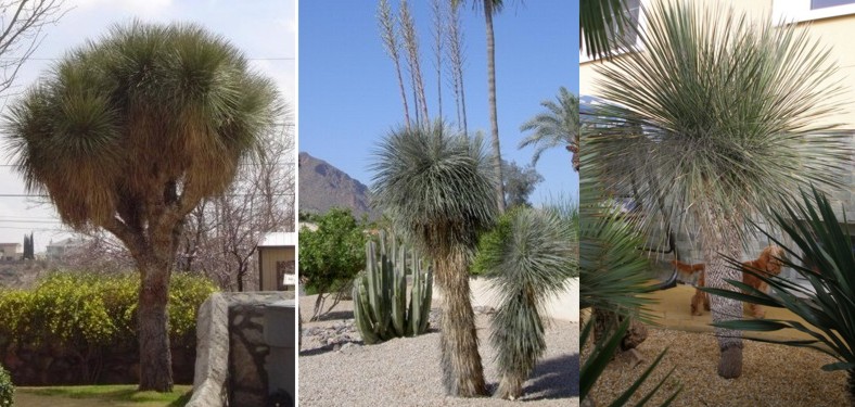 Юка елата (Yucca elata) Юка елата (Yucca elata)