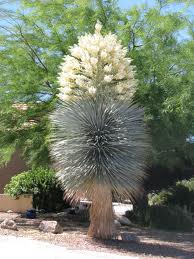 Юка ригида (Yucca rigida) Юка ригида (Yucca rigida)
