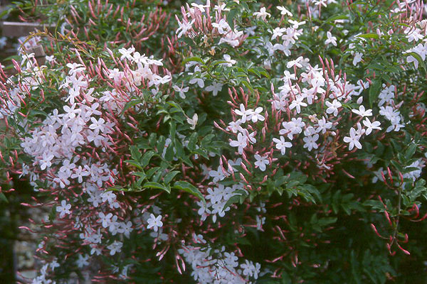 Жасмин, бяло-розов, стаен (Jasminum) Жасмин, бяло-розов, стаен (Jasminum)