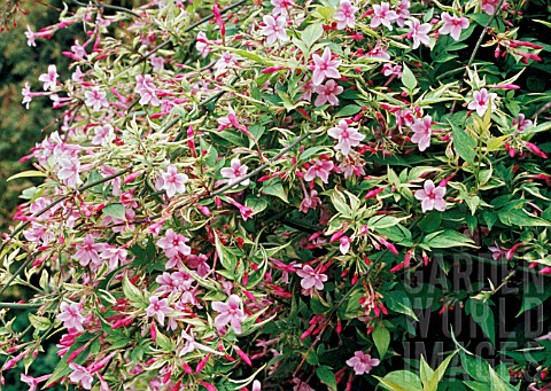 Жасмин, бяло-розов, градински (Jasminum Stephanense) Жасмин, бяло-розов, градински (Jasminum Stephanense)