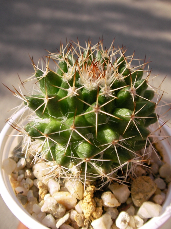 Кактус Мамилария (Cactus)