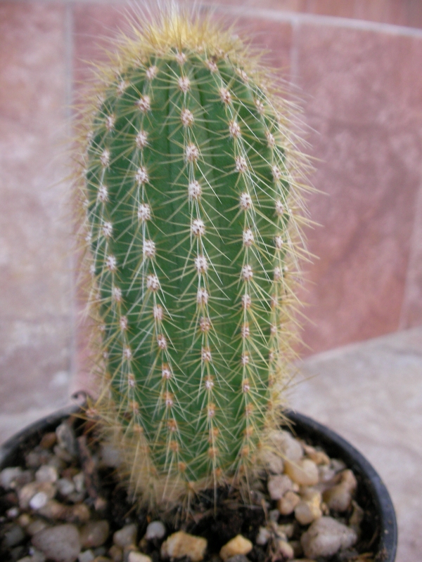 Кактус Ватриканиа (Cactus Vatricania guentherii)