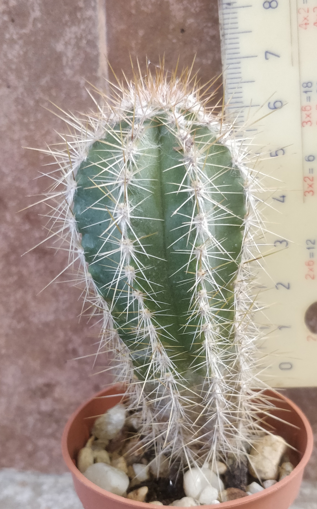 Кактус (Cactus)