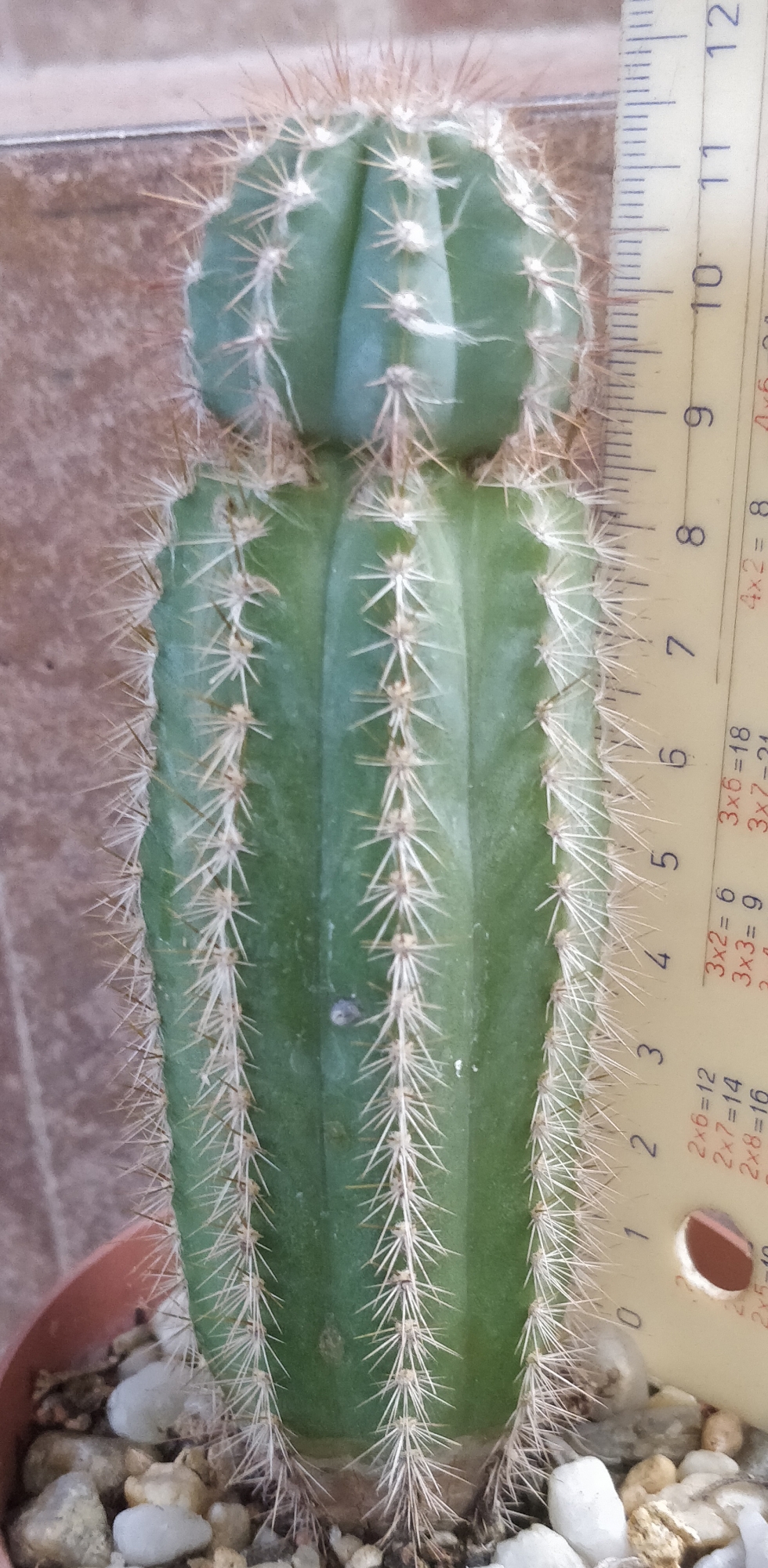 Кактус (Cactus)
