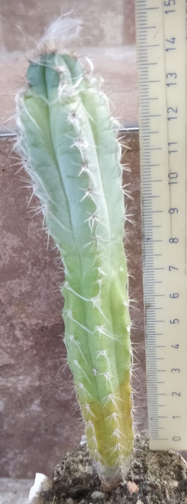 Кактус (Cactus)