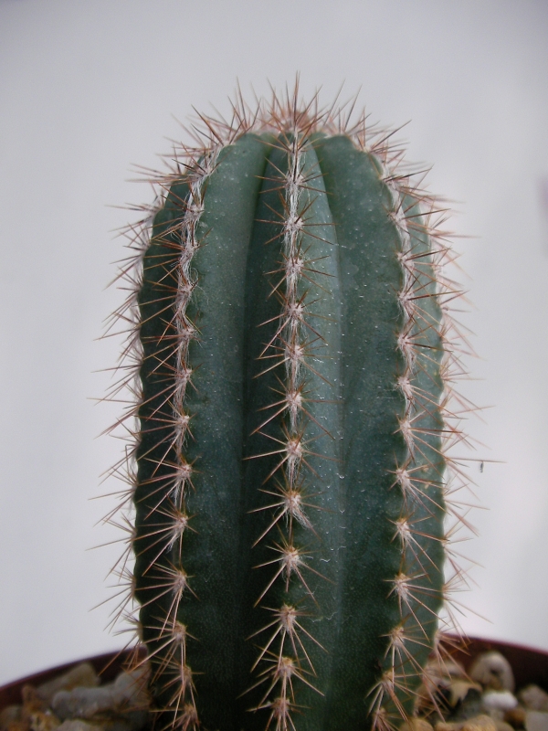 Кактус (Cactus)