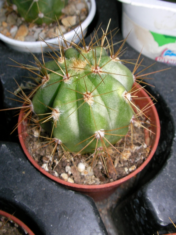 Кактус (Cactus)