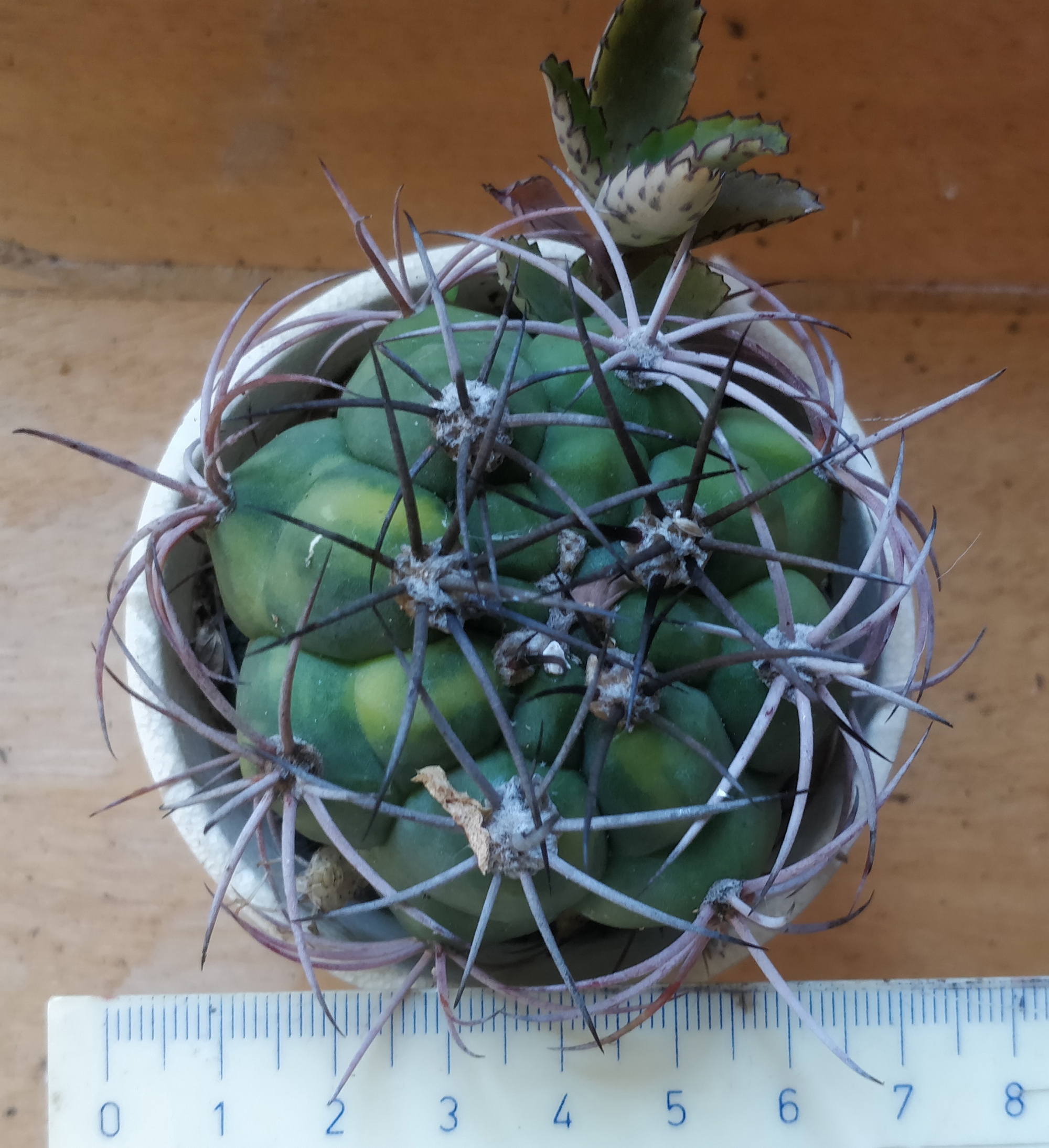 Кактус (Cactus)