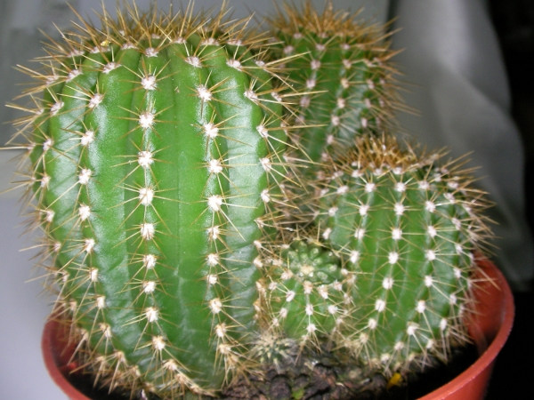 Кактус (Cactus)