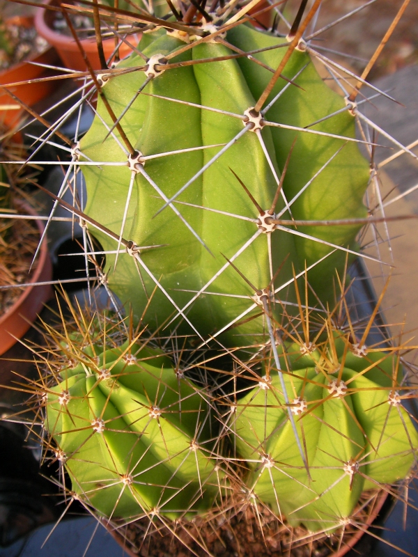 Кактус (Cactus)