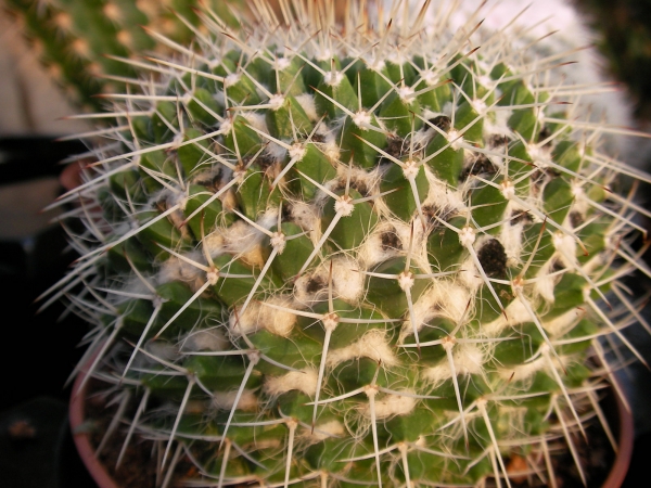Мамилария (Mammillaria) Мамилария (Mammillaria)