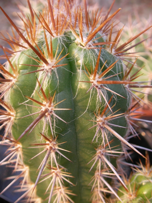 Кактус (Cactus)