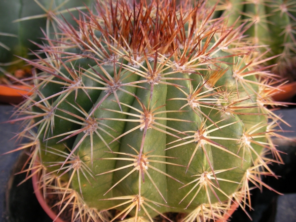 Мелокактус (Melocactus)