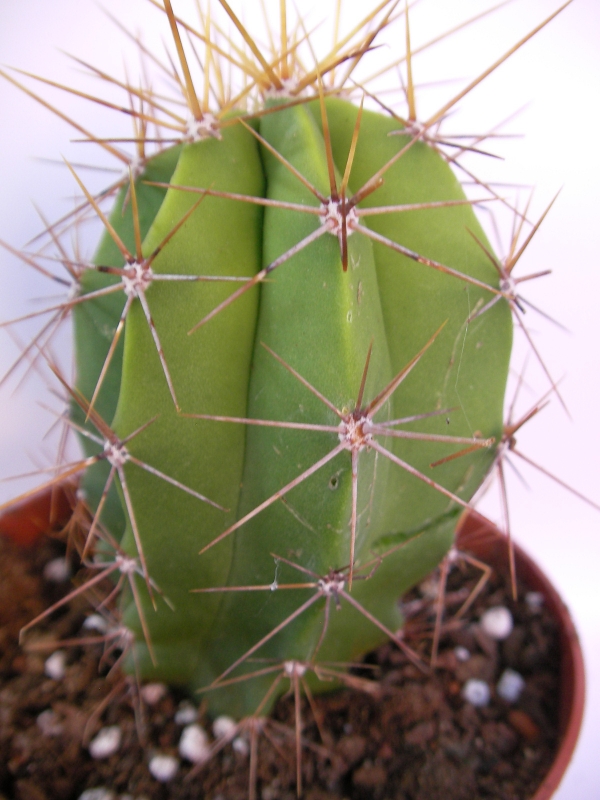 Кактус (Cactus)
