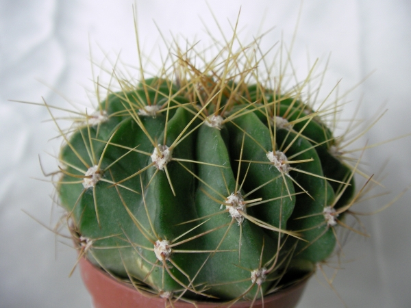 Кактус (Cactus)