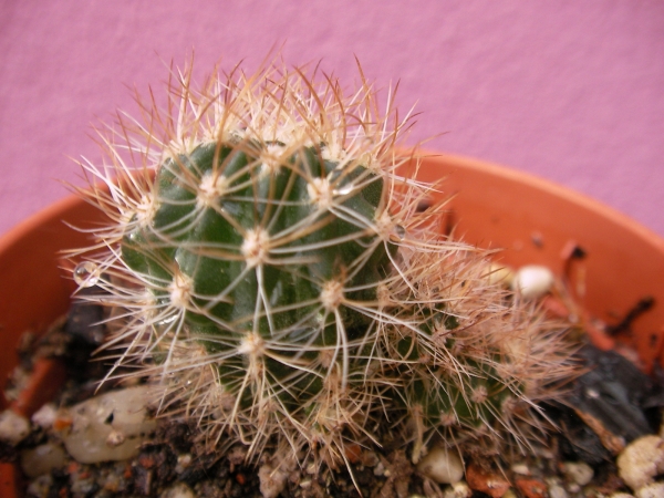 Кактус (Cactus)