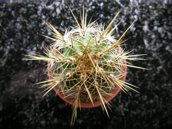 Кактус (Cactus)