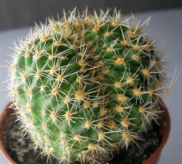 Кактус (Cactus)