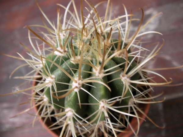 Кактус (Cactus)
