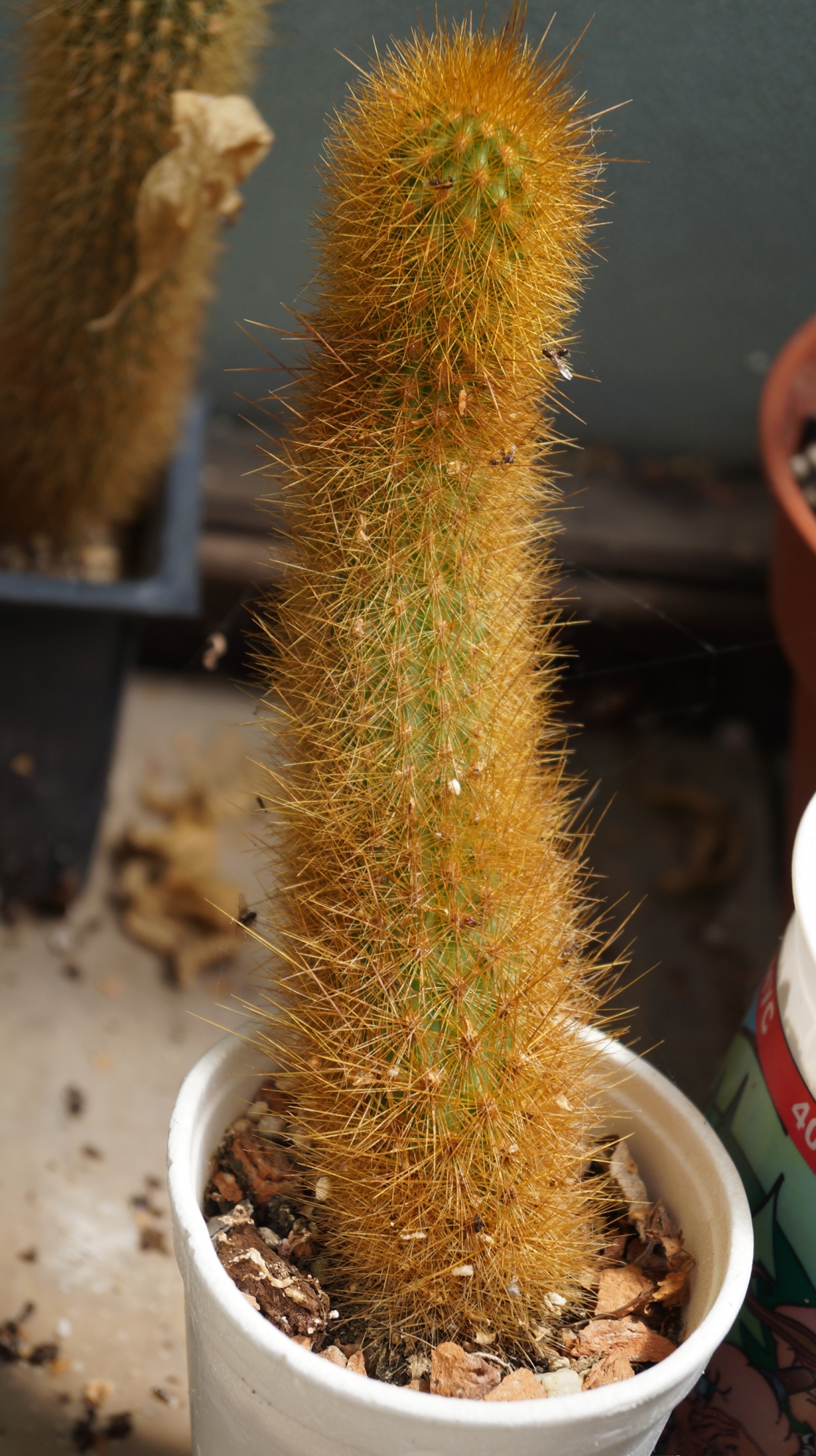 Кактус (Cactus)