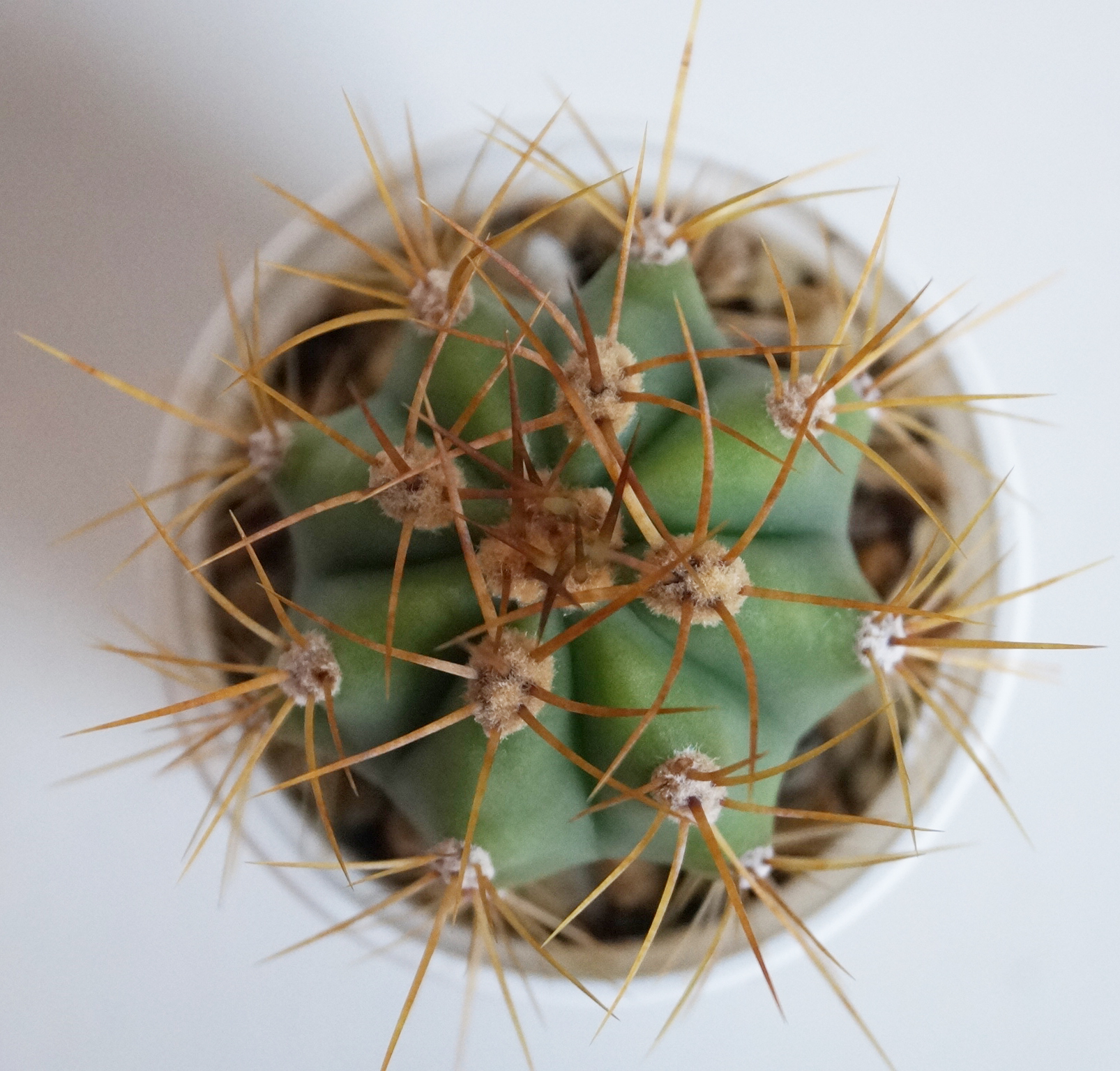 Кактус (Cactus)
