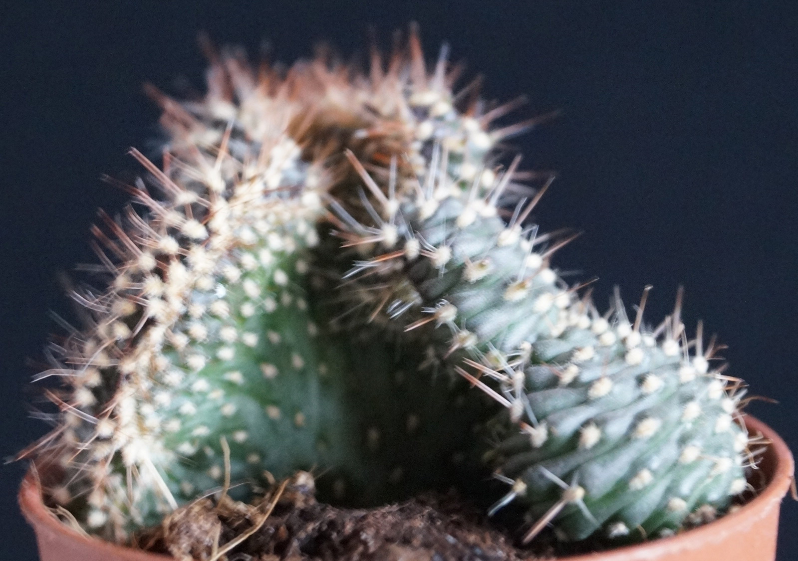 Кактус (Cactus)