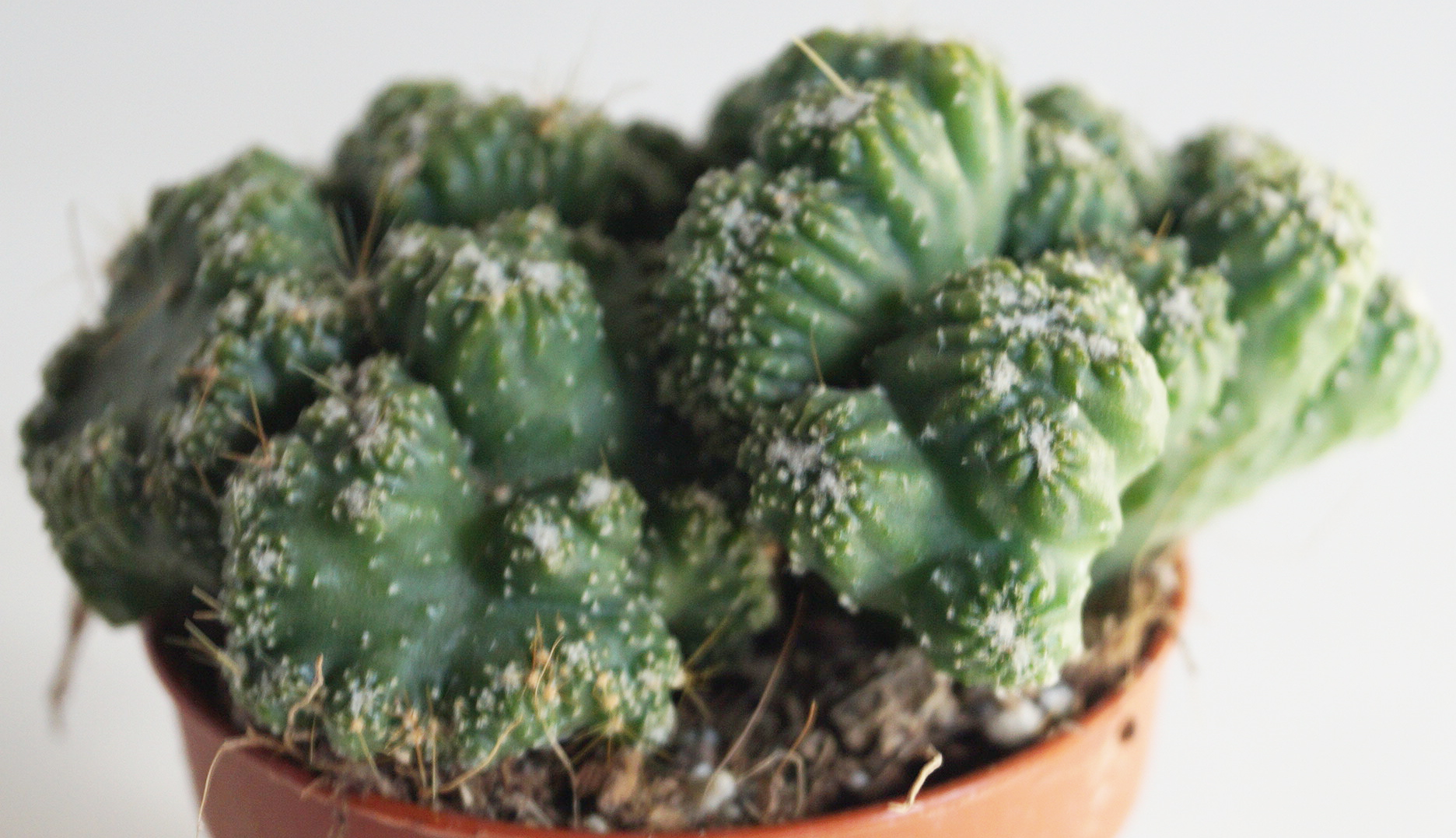 Кактус (Cereus monstrose Ming Thing)