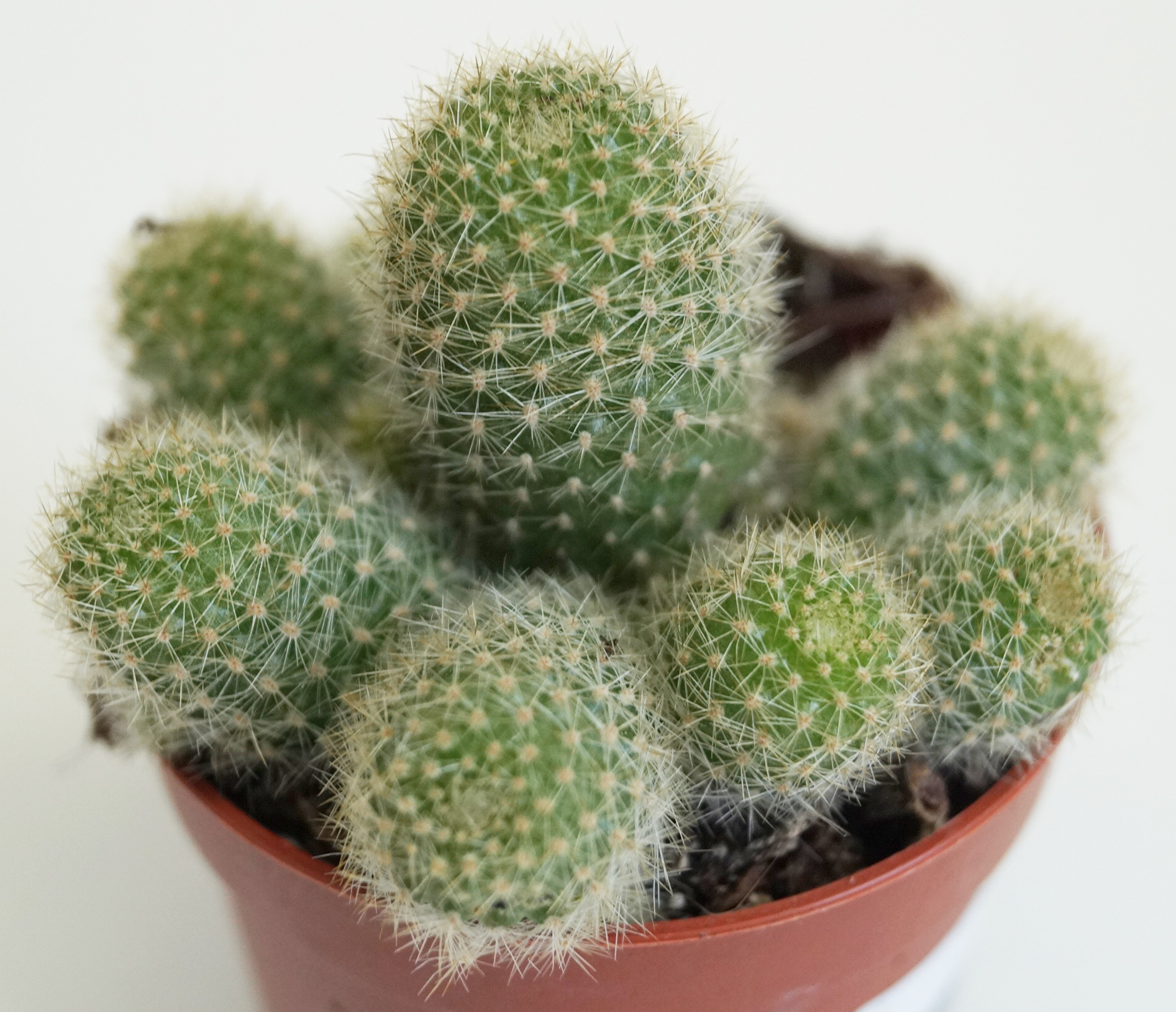 Кактус (Cactus)