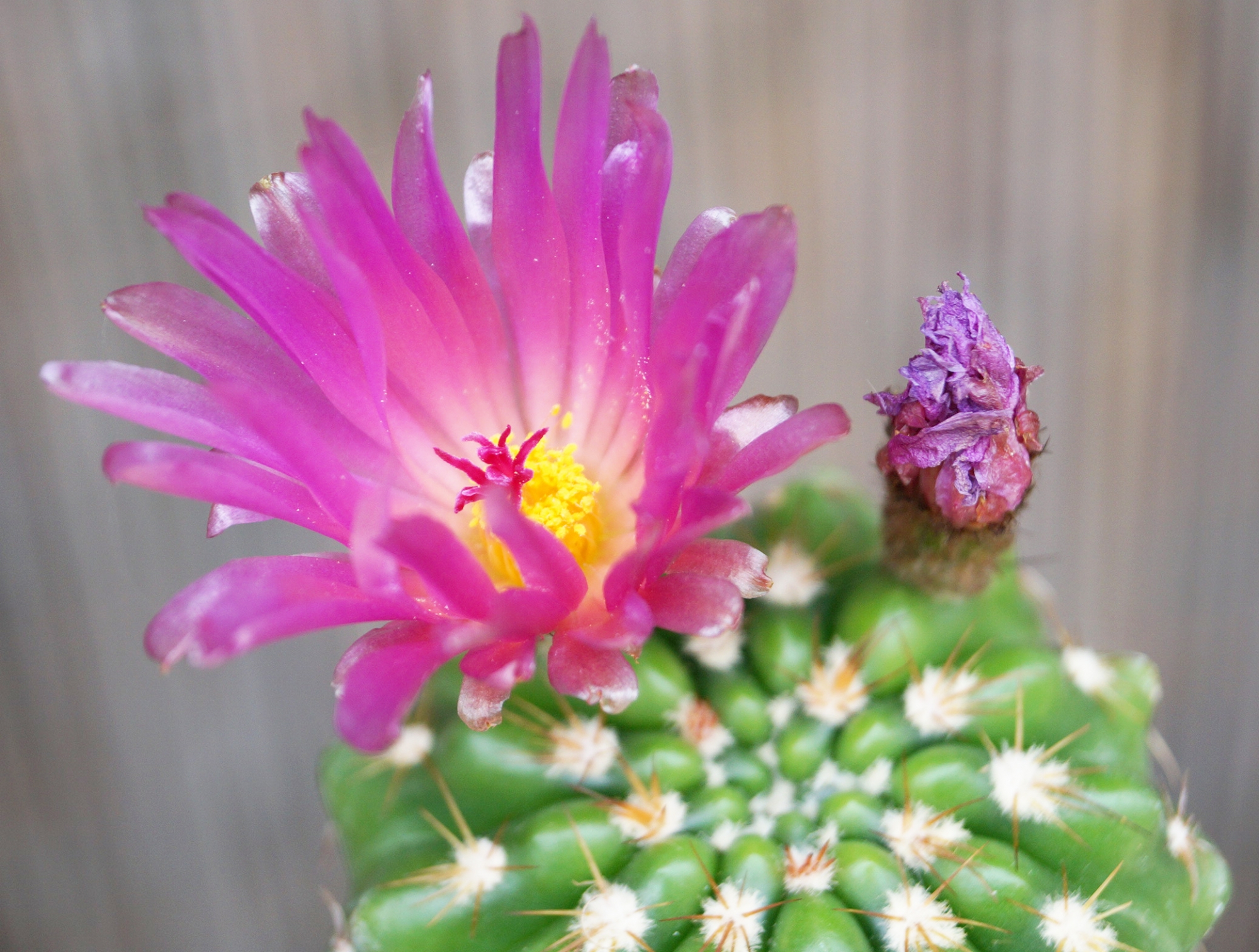Кактус (Cactus)
