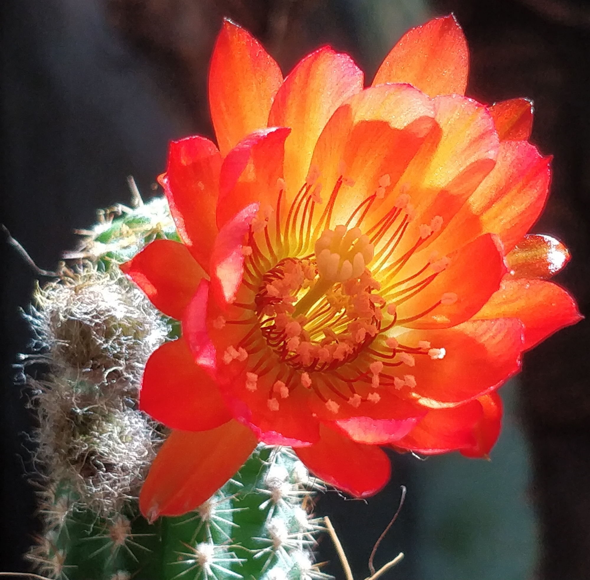Кактус (Cactus)