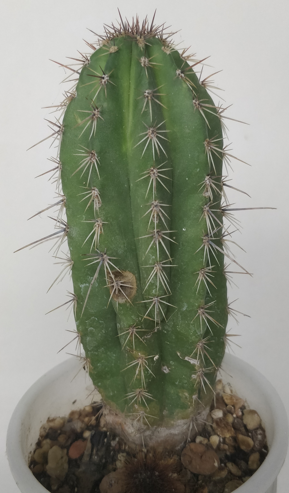 Кактус (Cactus)