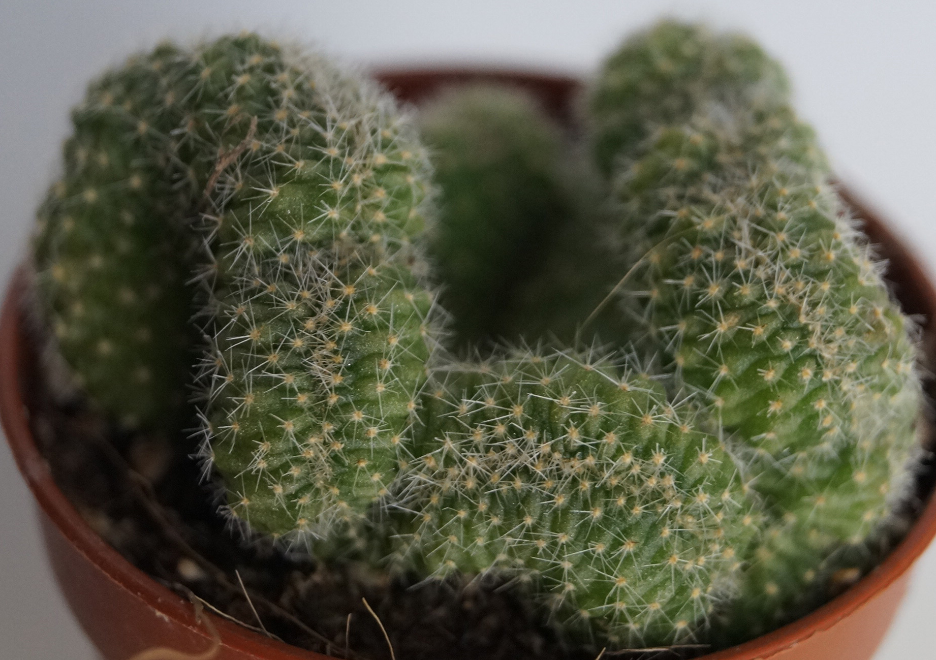 Кактус кристата (Cactus cristata)
