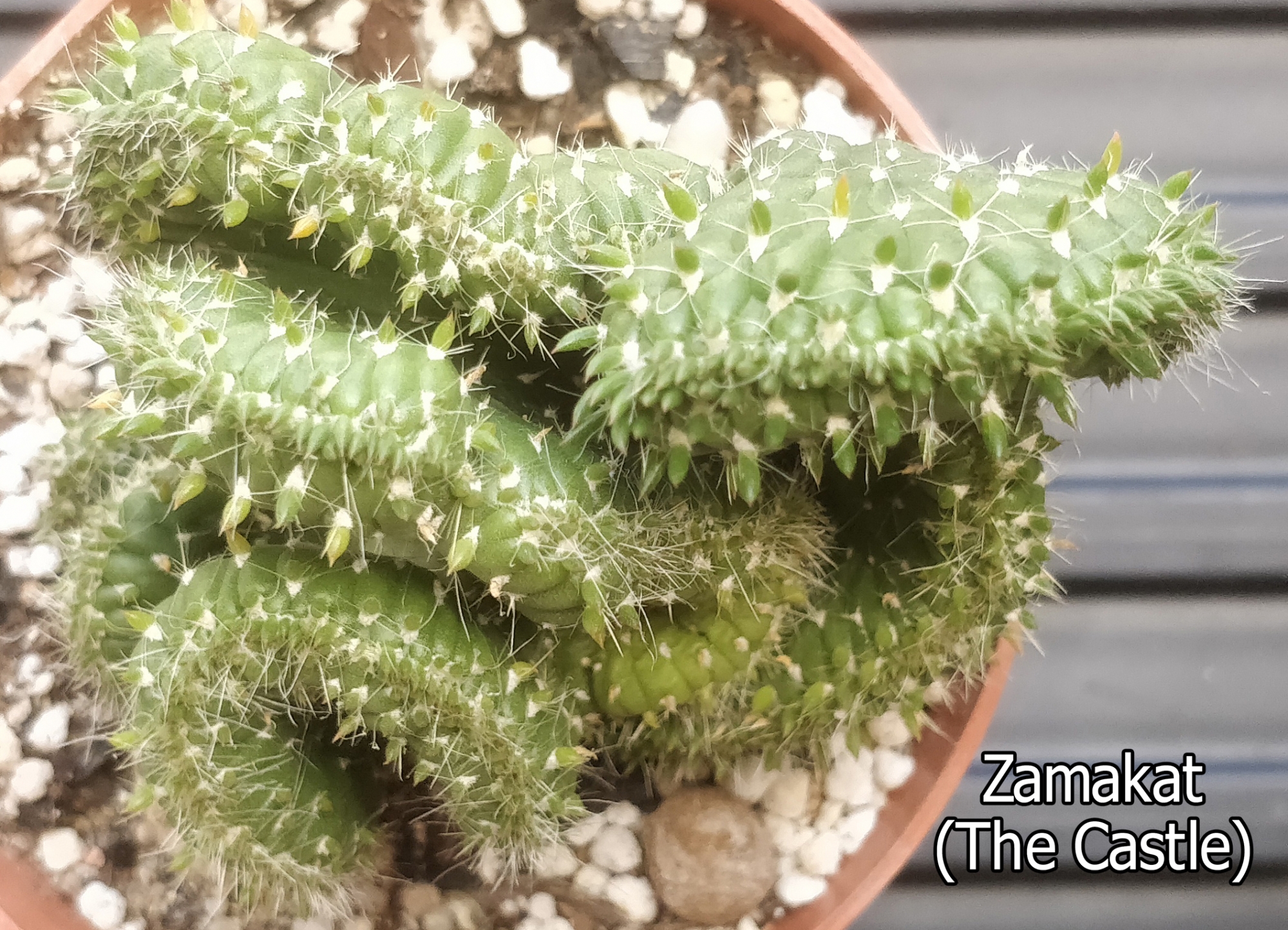 Кактус кристата (Cactus cristata)