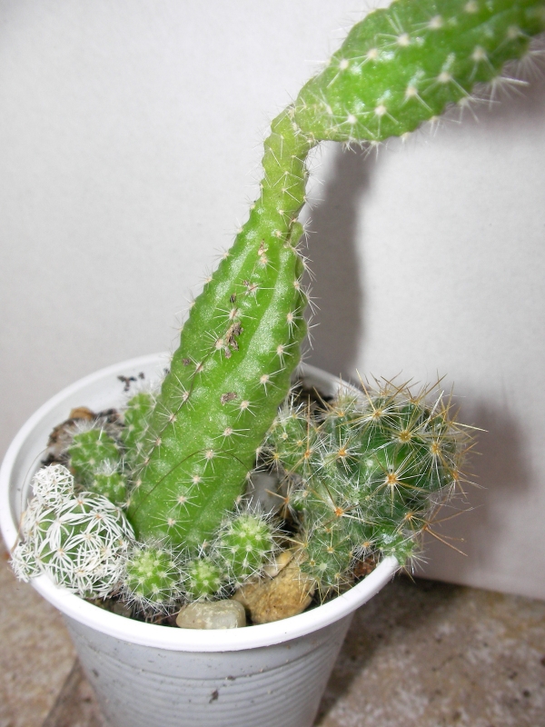 Кактус три в едно (Cactus)