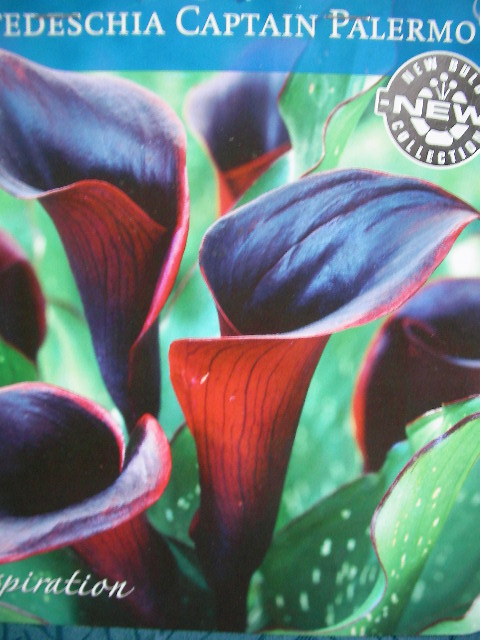Кала черна (Zantedeschia Calla Captain Palermo) Кала черна (Zantedeschia Calla Captain Palermo)