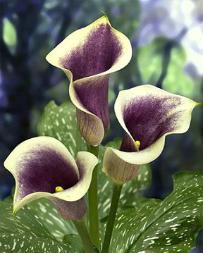 Кала Пикасо (Zantedeschia Calla Picasso) Кала Пикасо (Zantedeschia Calla Picasso)