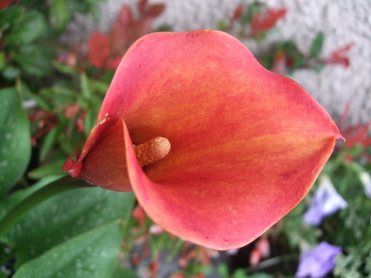 Кала червена (Zantedeschia Calla Captain Safari) Кала червена (Zantedeschia Calla Captain Safari)
