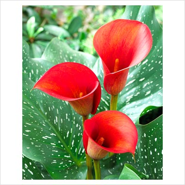 Кала червена (Zantedeschia Calla) Кала червена (Zantedeschia Calla)