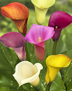 Кала микс (Zantedeschia Calla mix) Кала микс (Zantedeschia Calla mix)