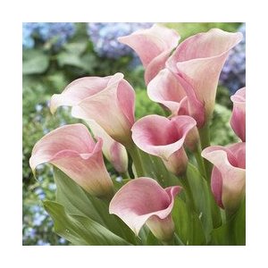 Кала розова (Zantedeschia Calla Captain Rosette)