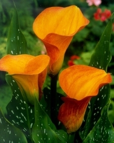 Кала (Zantedeschia Calla treasure) Кала (Zantedeschia Calla treasure)