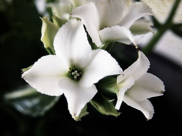 Каланхое, бяло (Kalanchoe) Каланхое, бяло (Kalanchoe)