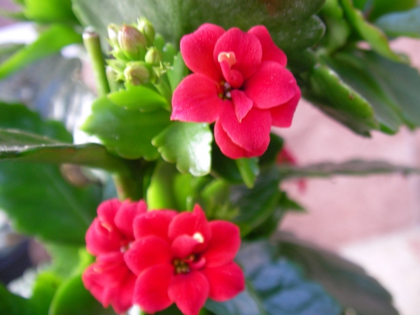 Каланхое (Kalanchoe) Каланхое (Kalanchoe)
