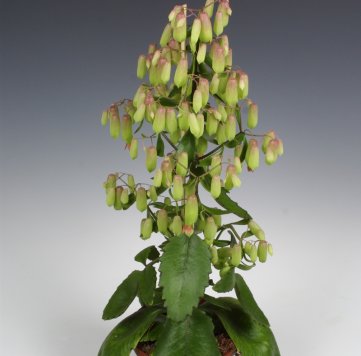Каланхое, малко (Kalanchoe pinnata magic bells) Каланхое, малко (Kalanchoe pinnata magic bells)